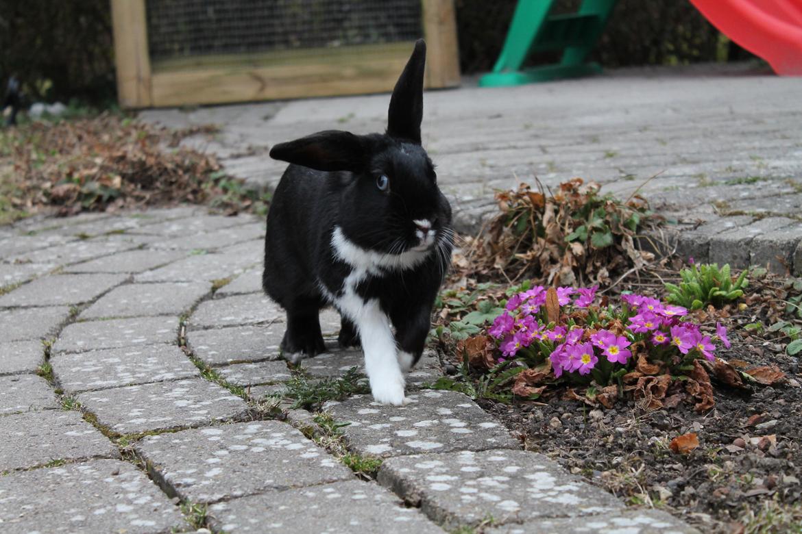 Kanin Fiona billede 10