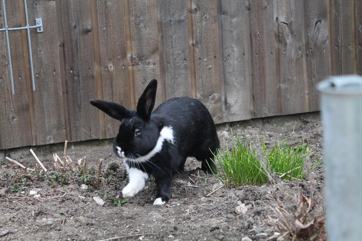 Kanin Fiona billede 11