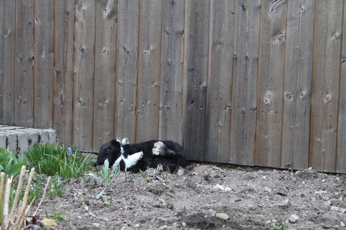 Kanin Fiona billede 12