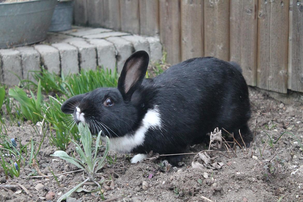 Kanin Fiona billede 13