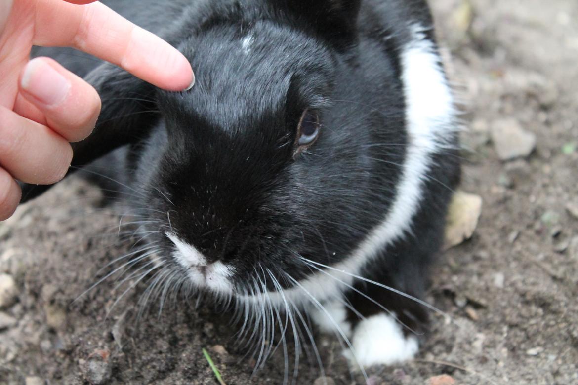 Kanin Fiona billede 14