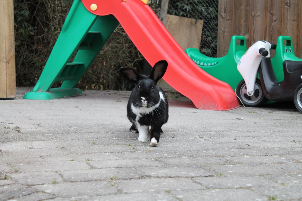 Kanin Fiona billede 15