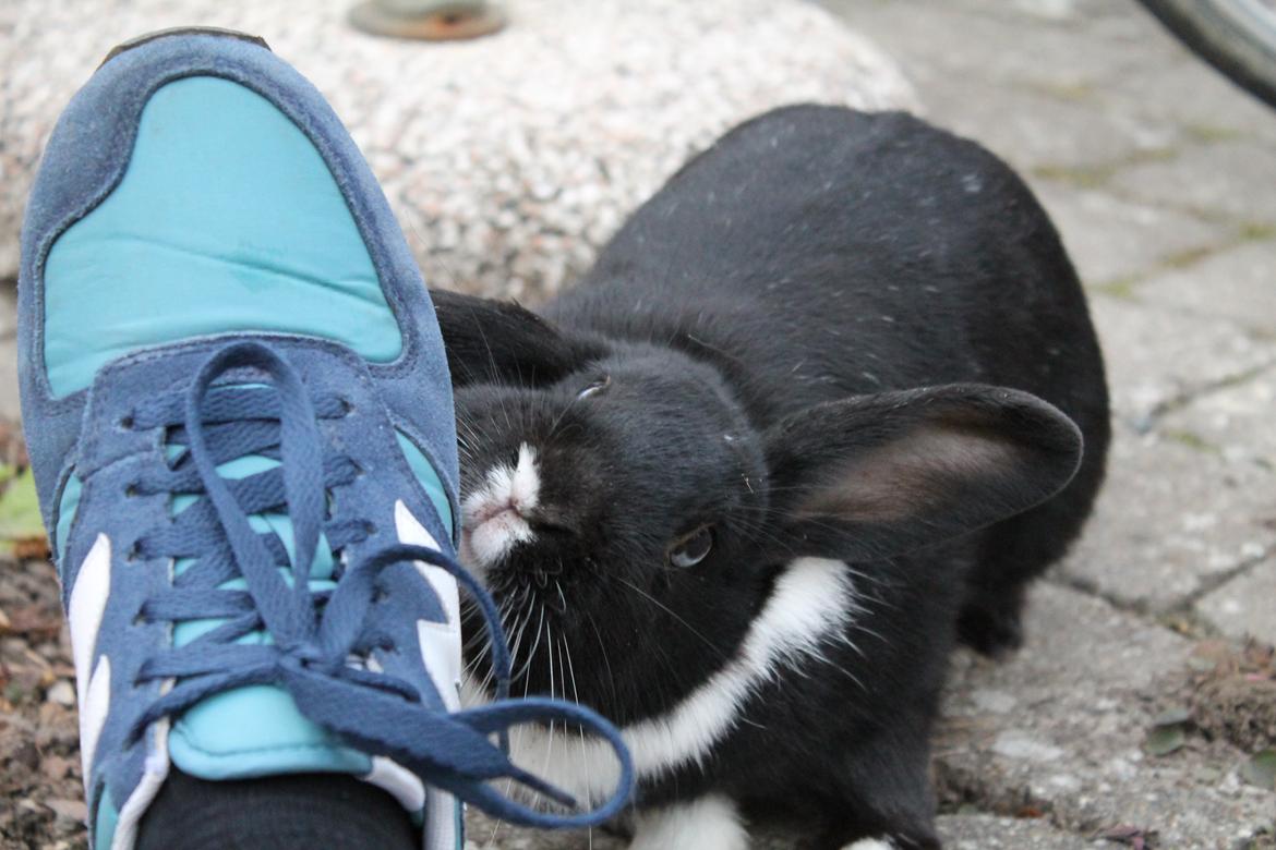 Kanin Fiona billede 16