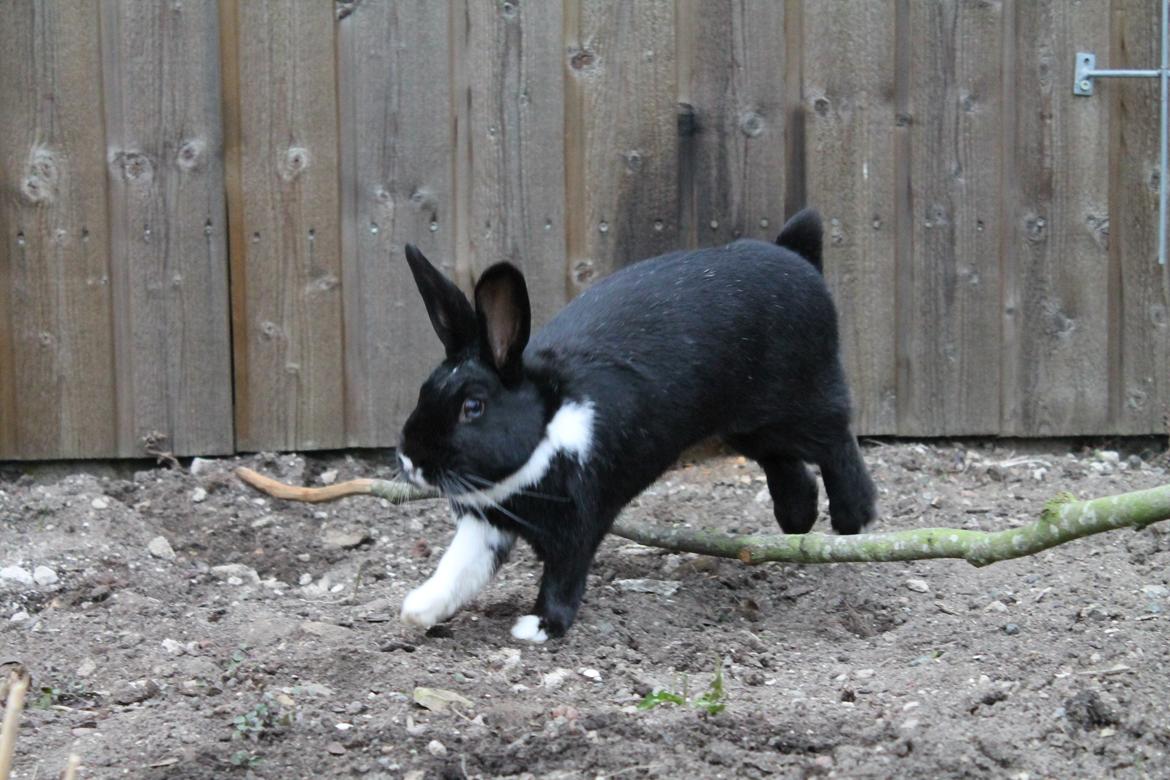 Kanin Fiona billede 4