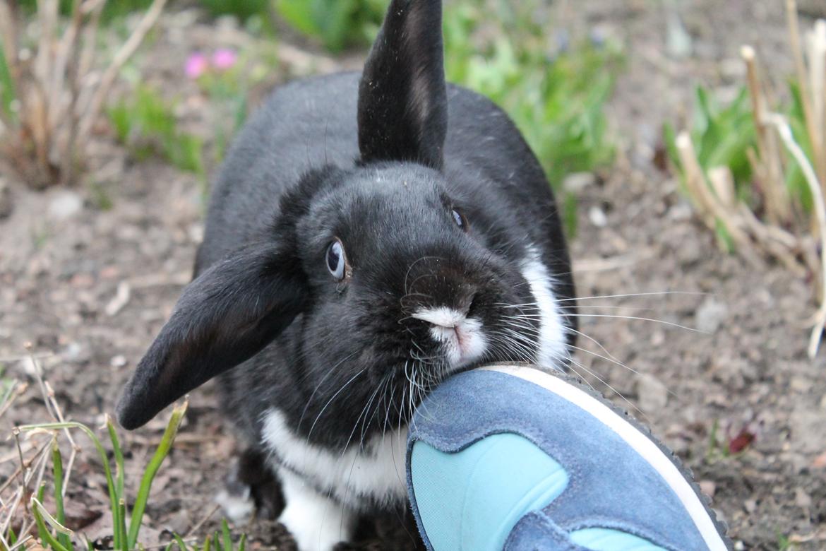 Kanin Fiona billede 17