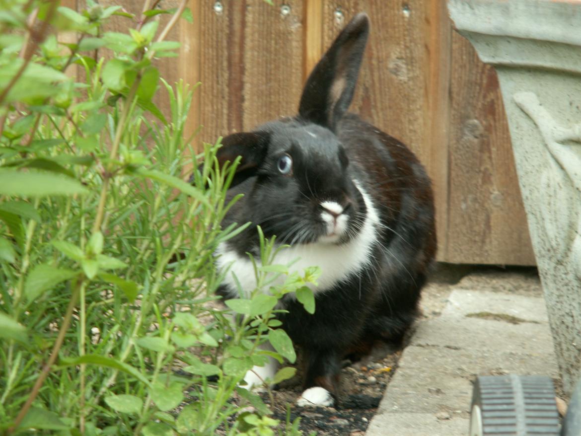 Kanin Fiona billede 18