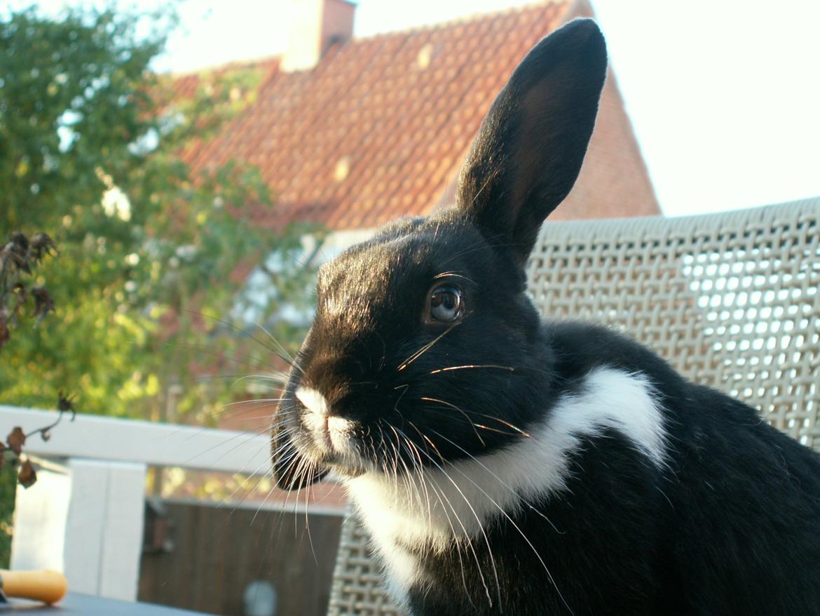 Kanin Fiona billede 19