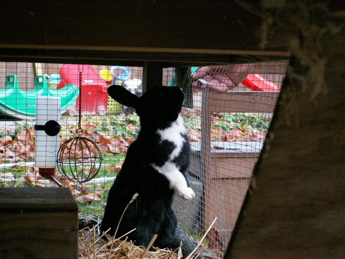 Kanin Fiona billede 20