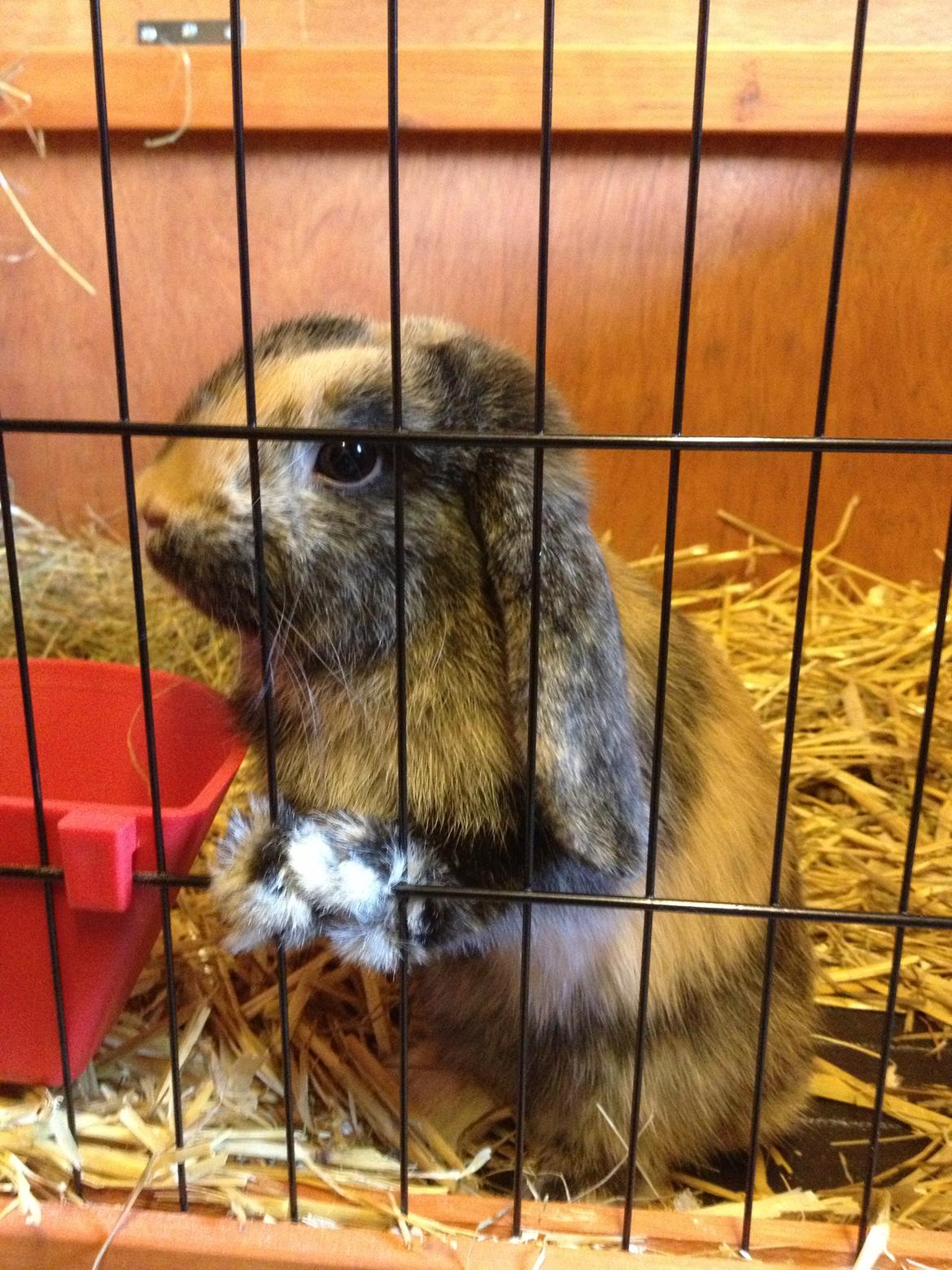 Kanin Cato og vanilje billede 15