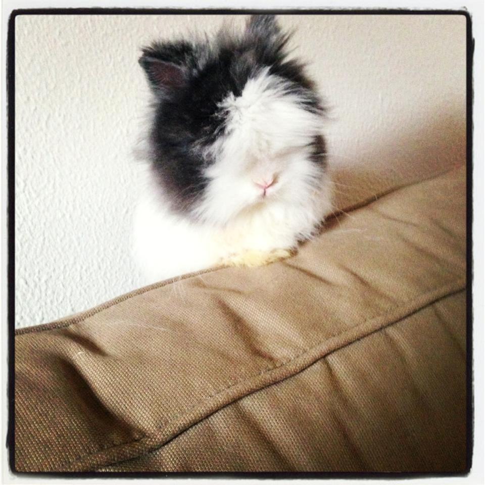 Kanin Xenius Von Den Treenehasen billede 2