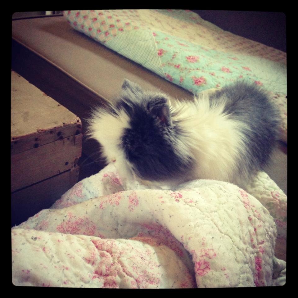 Kanin Xenius Von Den Treenehasen billede 3