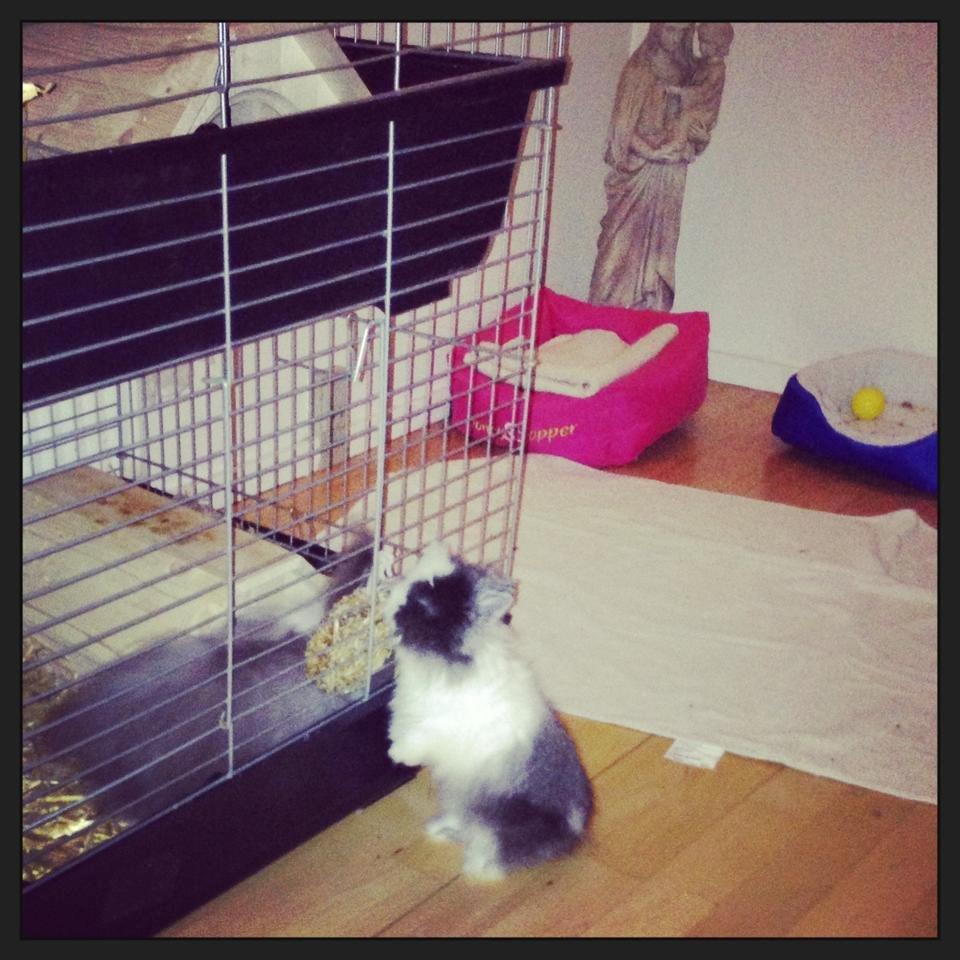 Kanin Xenius Von Den Treenehasen billede 4