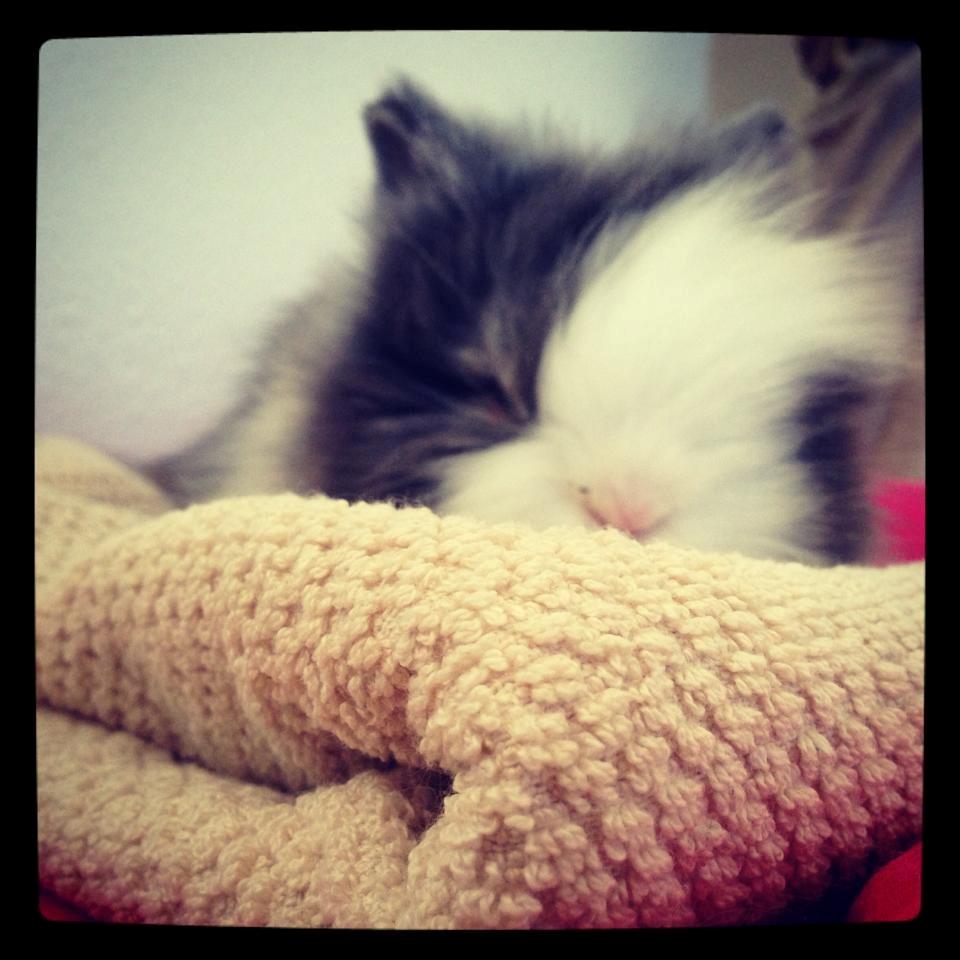 Kanin Xenius Von Den Treenehasen billede 5