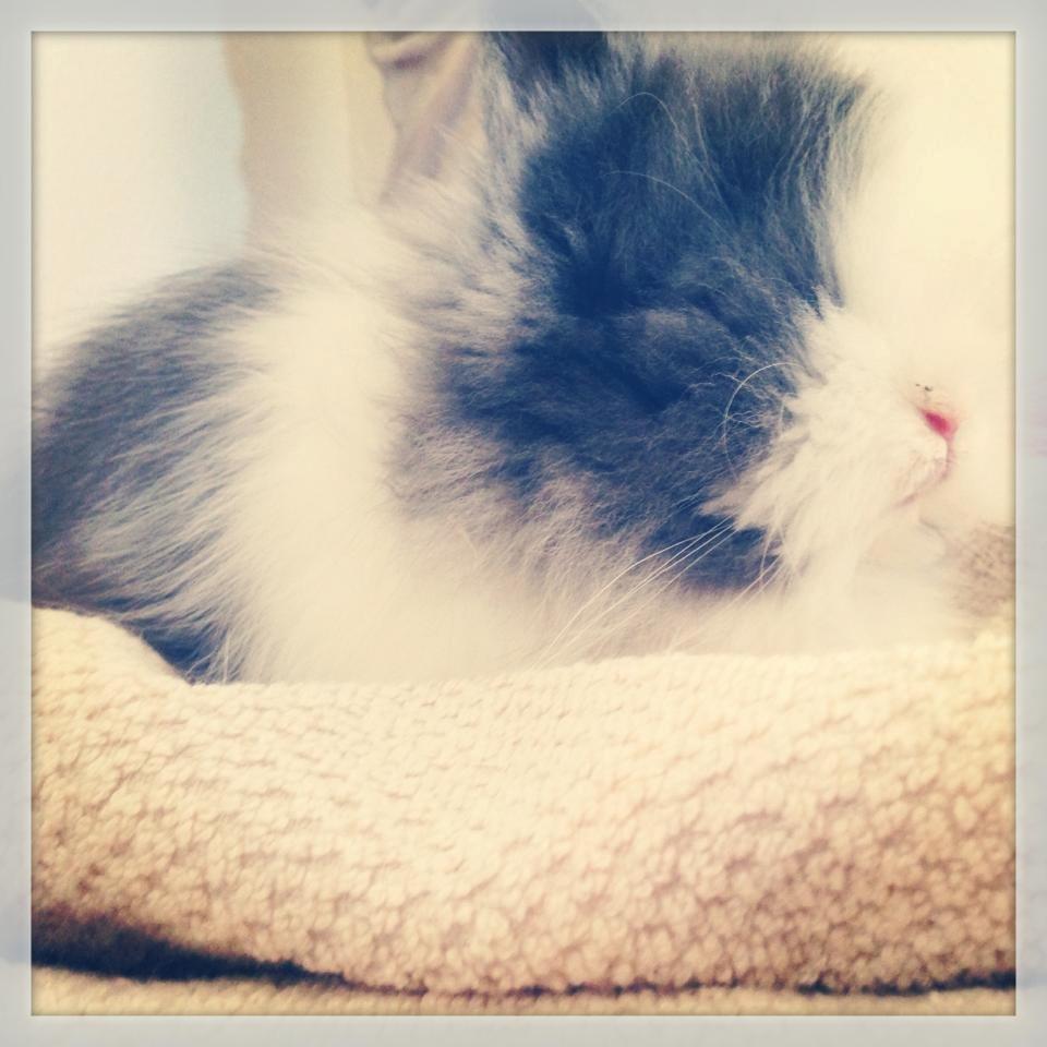 Kanin Xenius Von Den Treenehasen billede 6