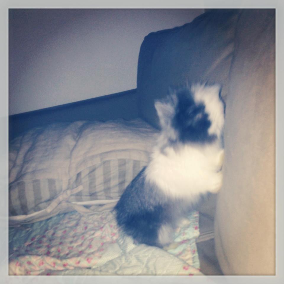 Kanin Xenius Von Den Treenehasen billede 7