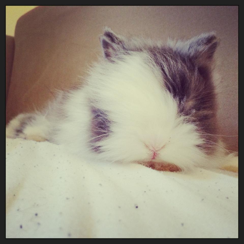 Kanin Xenius Von Den Treenehasen billede 8