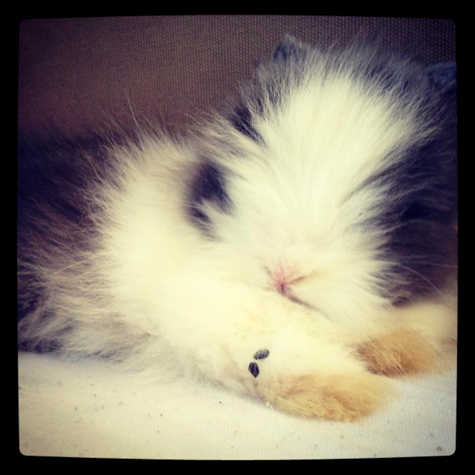 Kanin Xenius Von Den Treenehasen billede 9