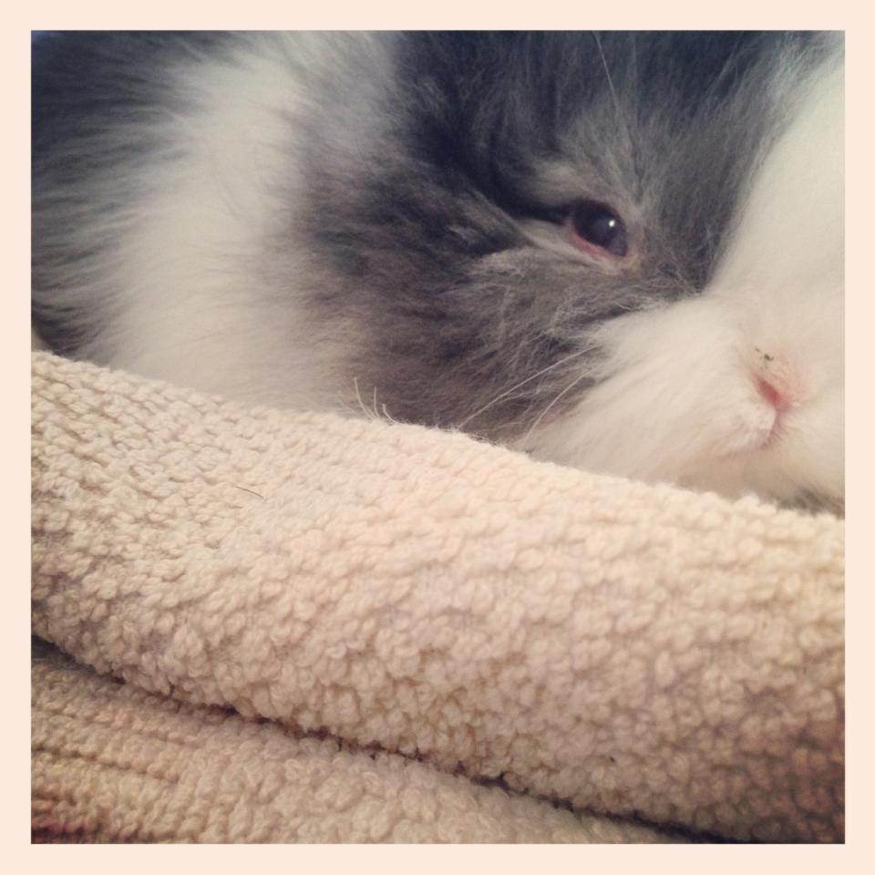 Kanin Xenius Von Den Treenehasen billede 10