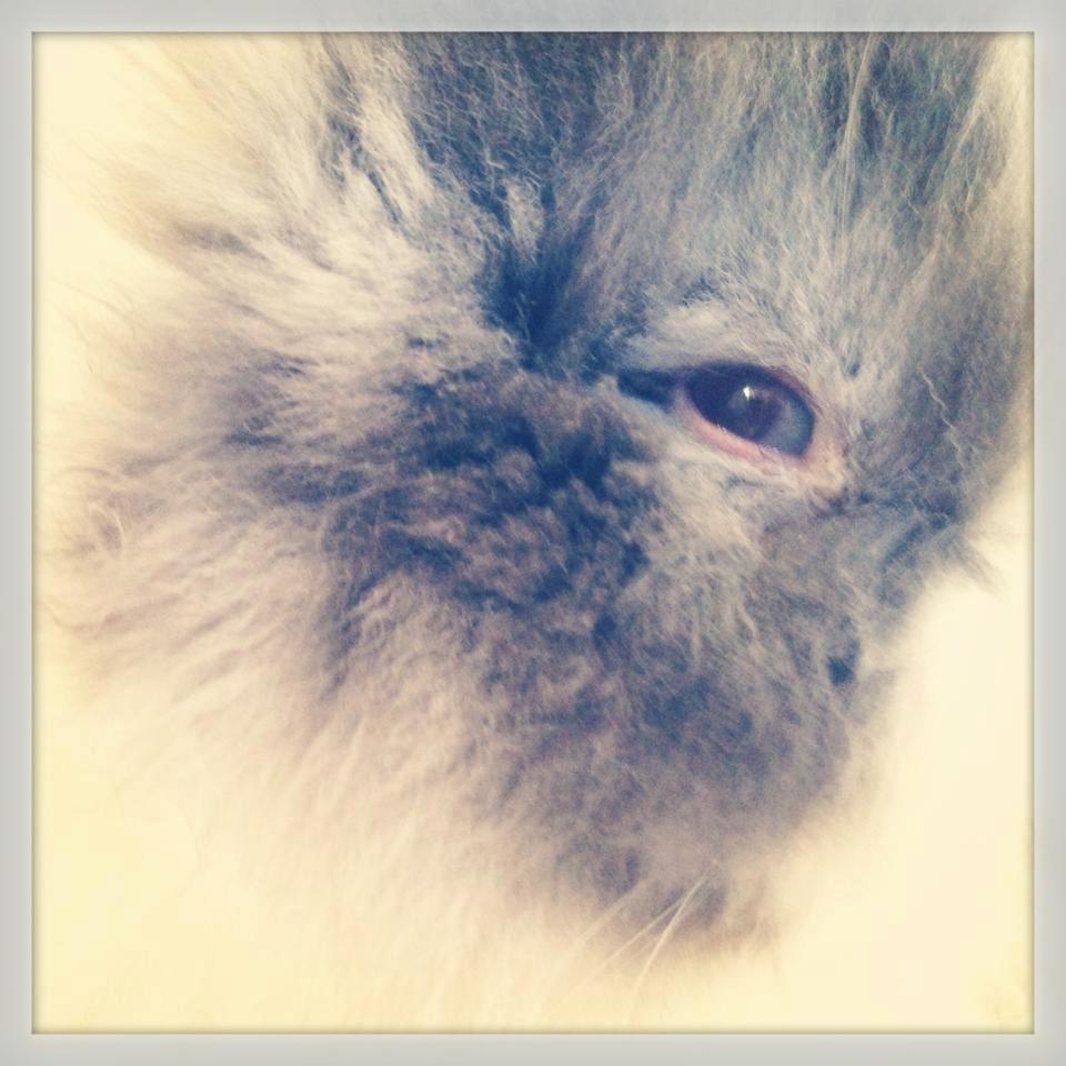 Kanin Xenius Von Den Treenehasen billede 11