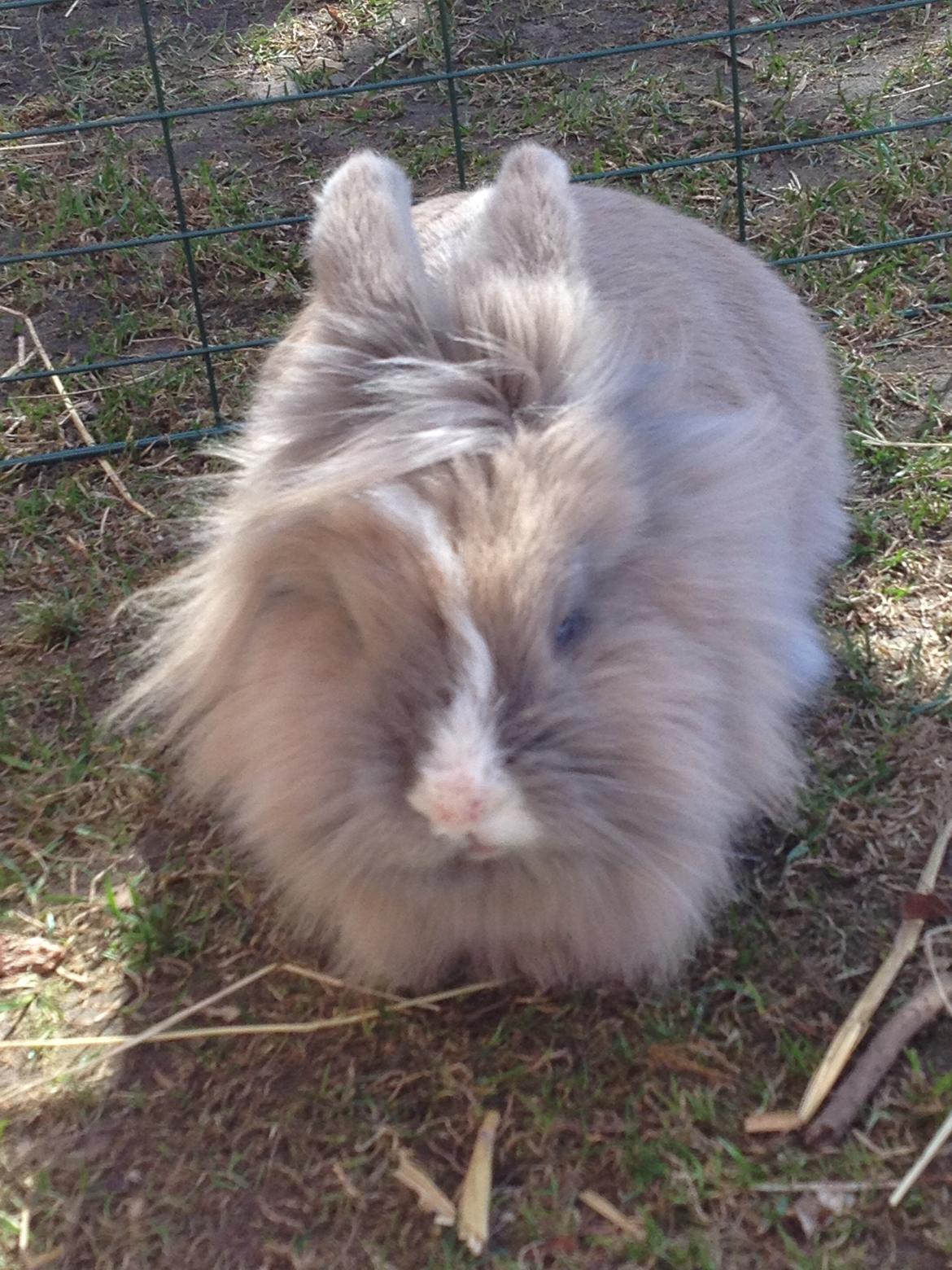 Kanin Prinsesse Candy billede 13