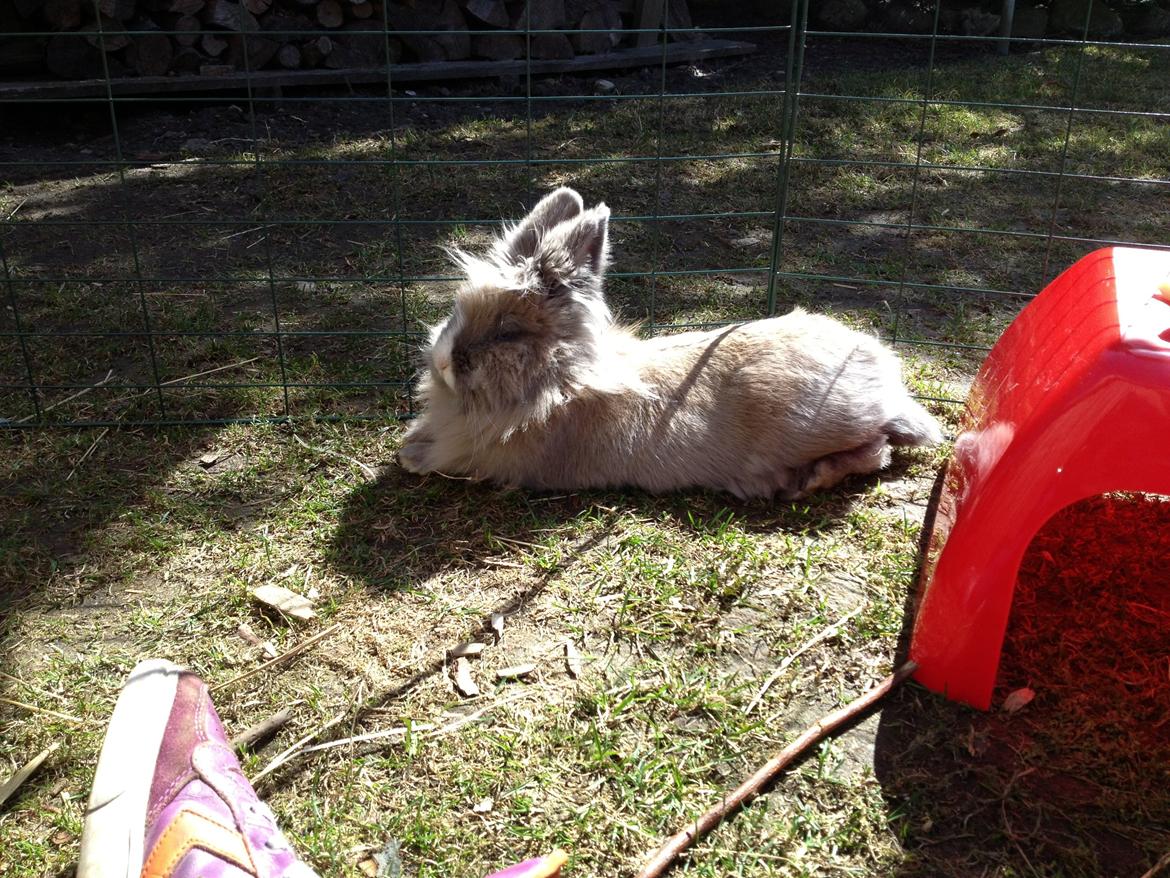 Kanin Prinsesse Candy billede 14