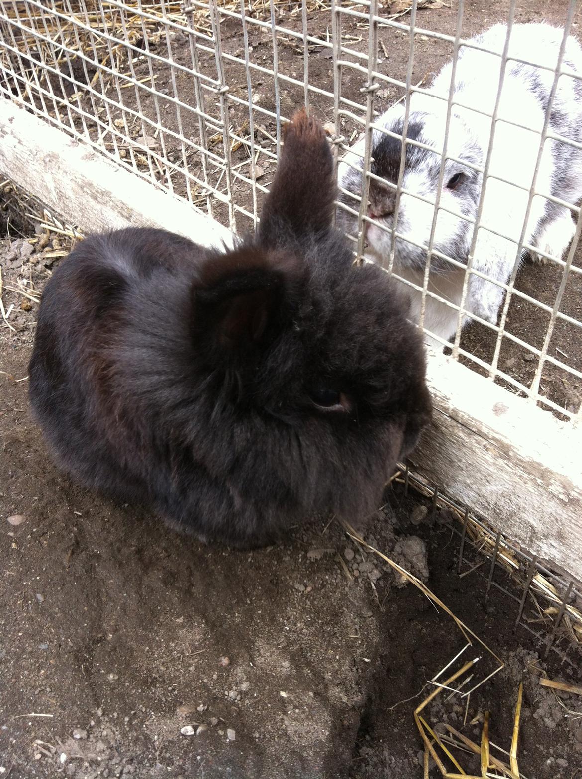 Kanin sorteper billede 1