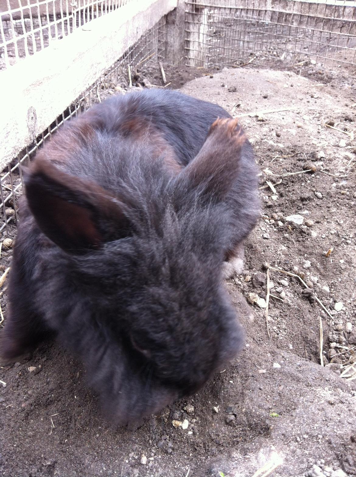 Kanin sorteper billede 2