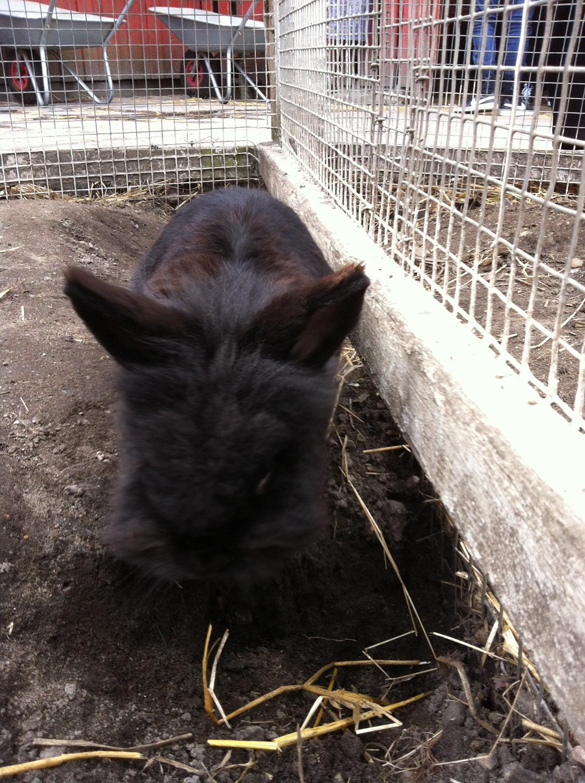 Kanin sorteper billede 3