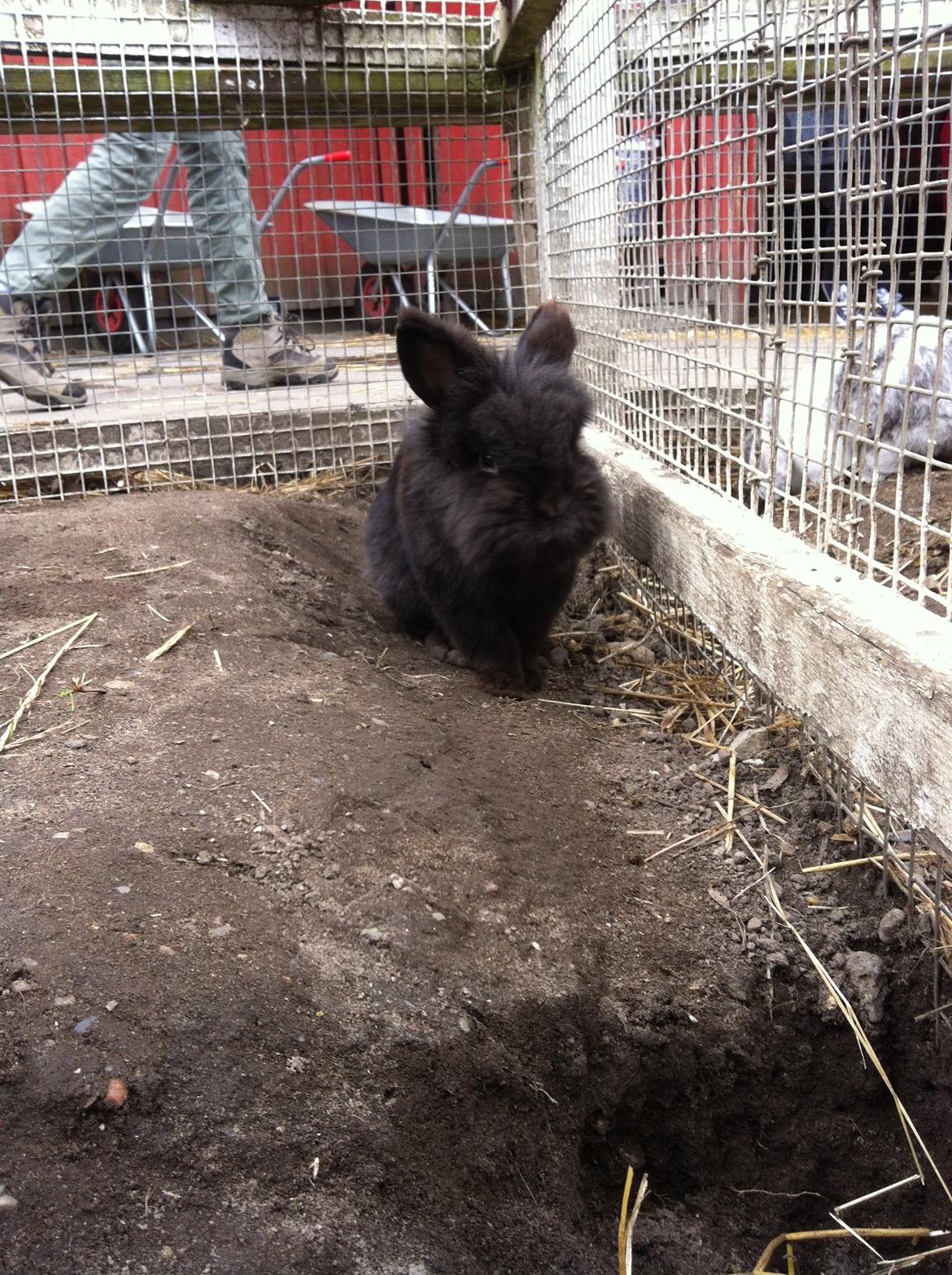 Kanin sorteper billede 4