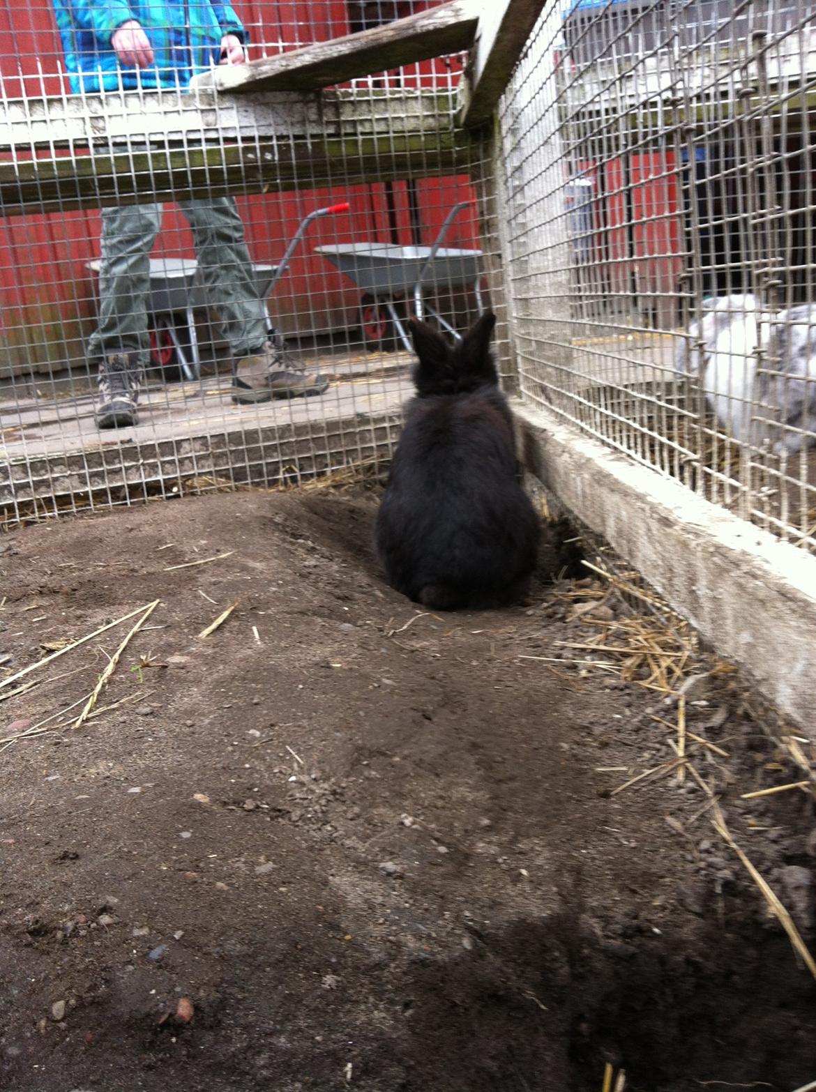 Kanin sorteper billede 5