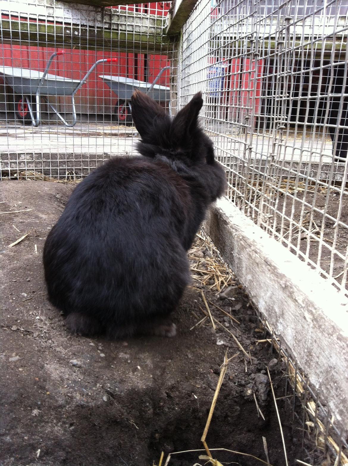 Kanin sorteper billede 6