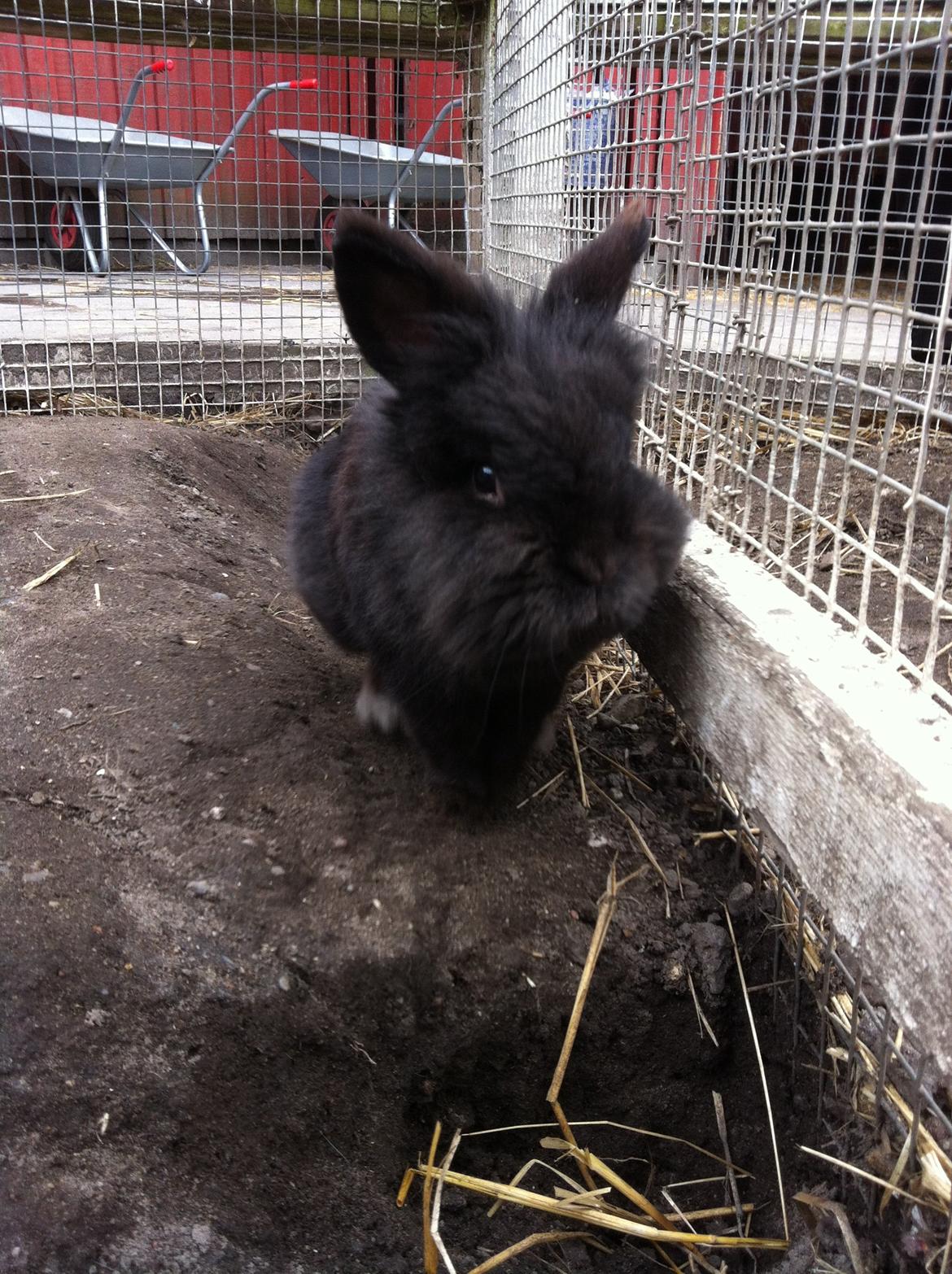 Kanin sorteper billede 7