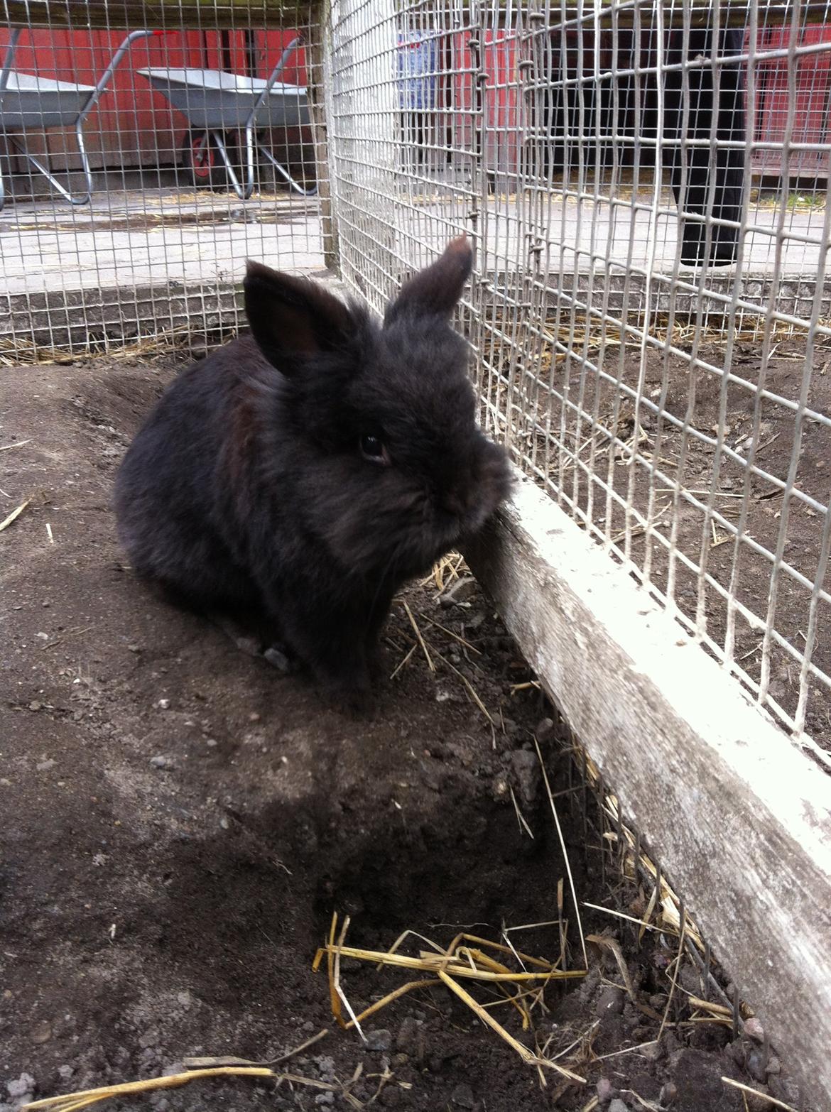 Kanin sorteper billede 8