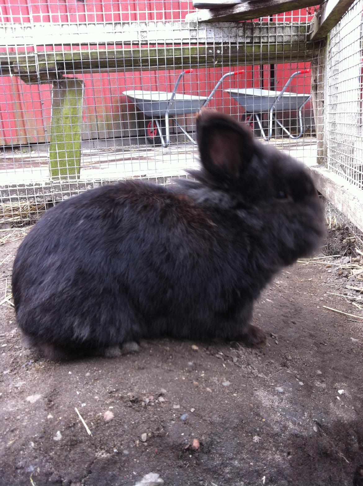 Kanin sorteper billede 9