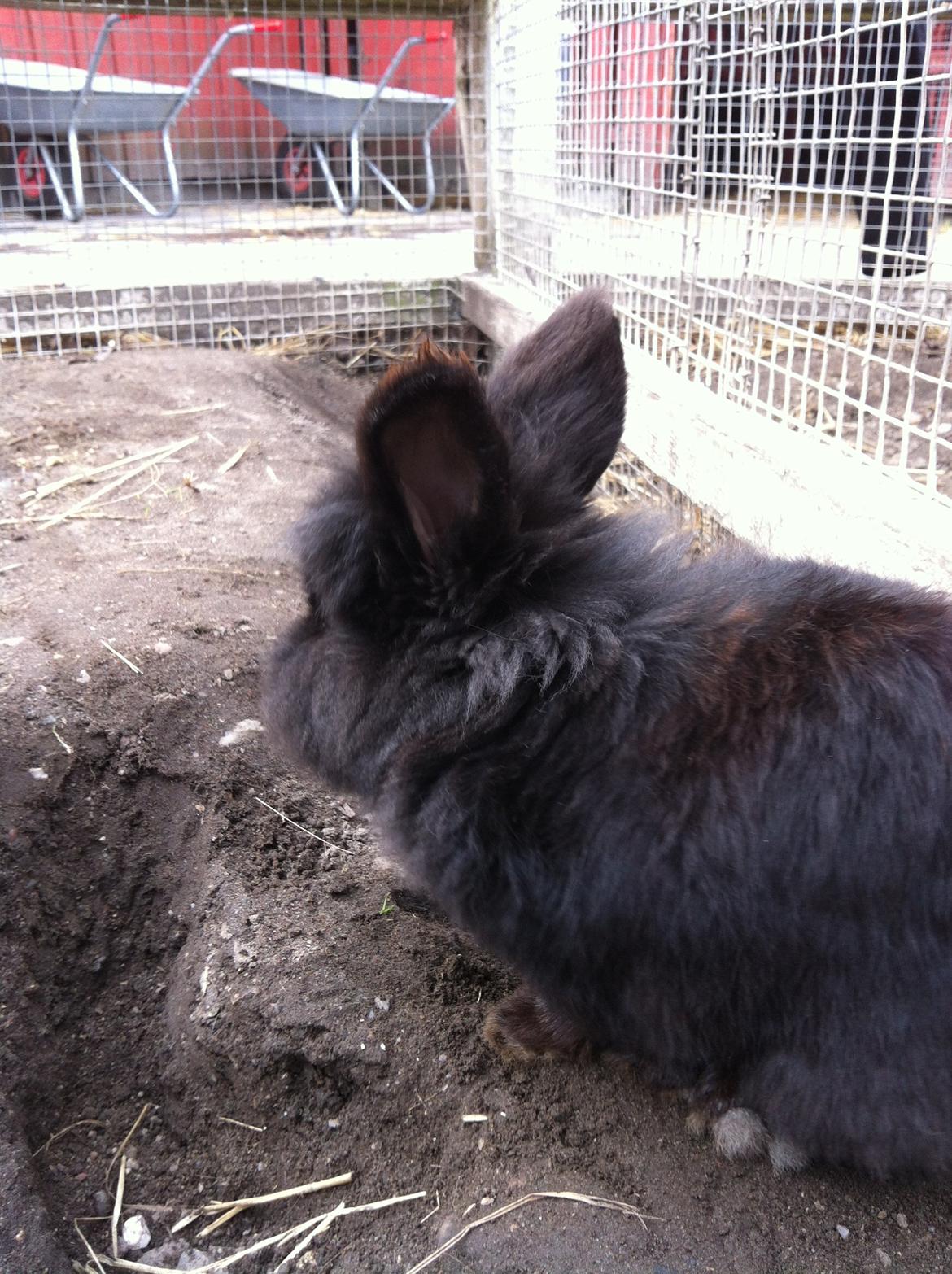 Kanin sorteper billede 10