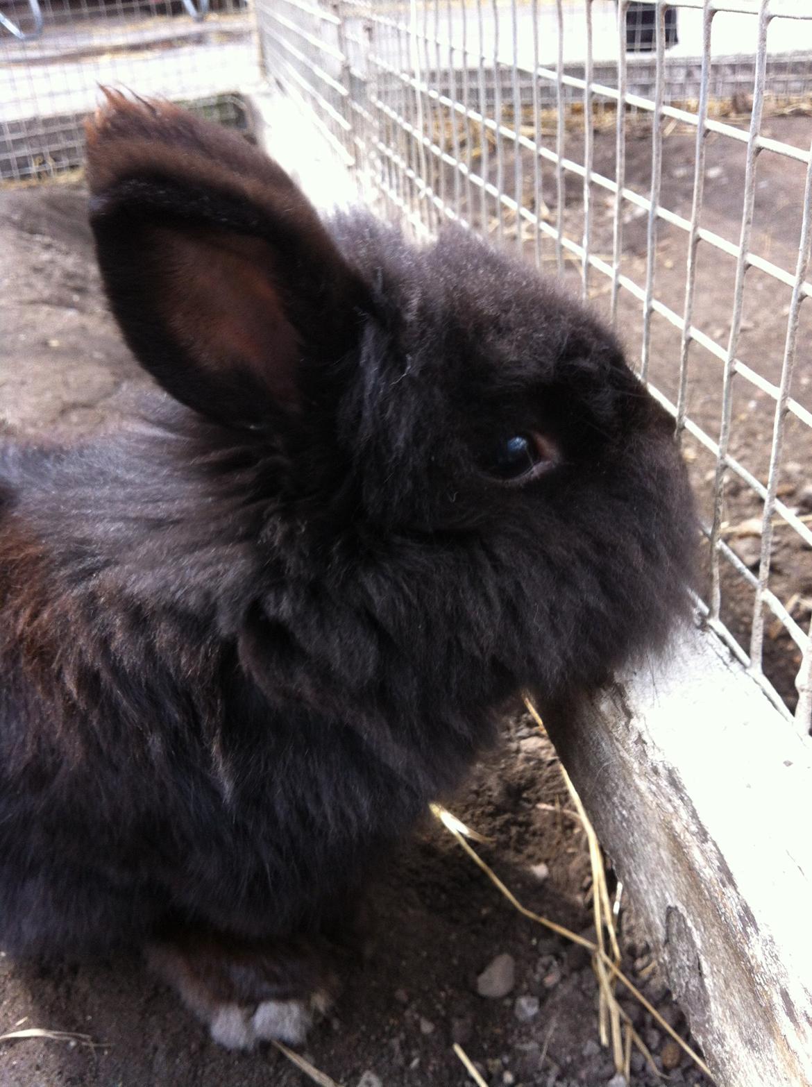 Kanin sorteper billede 11