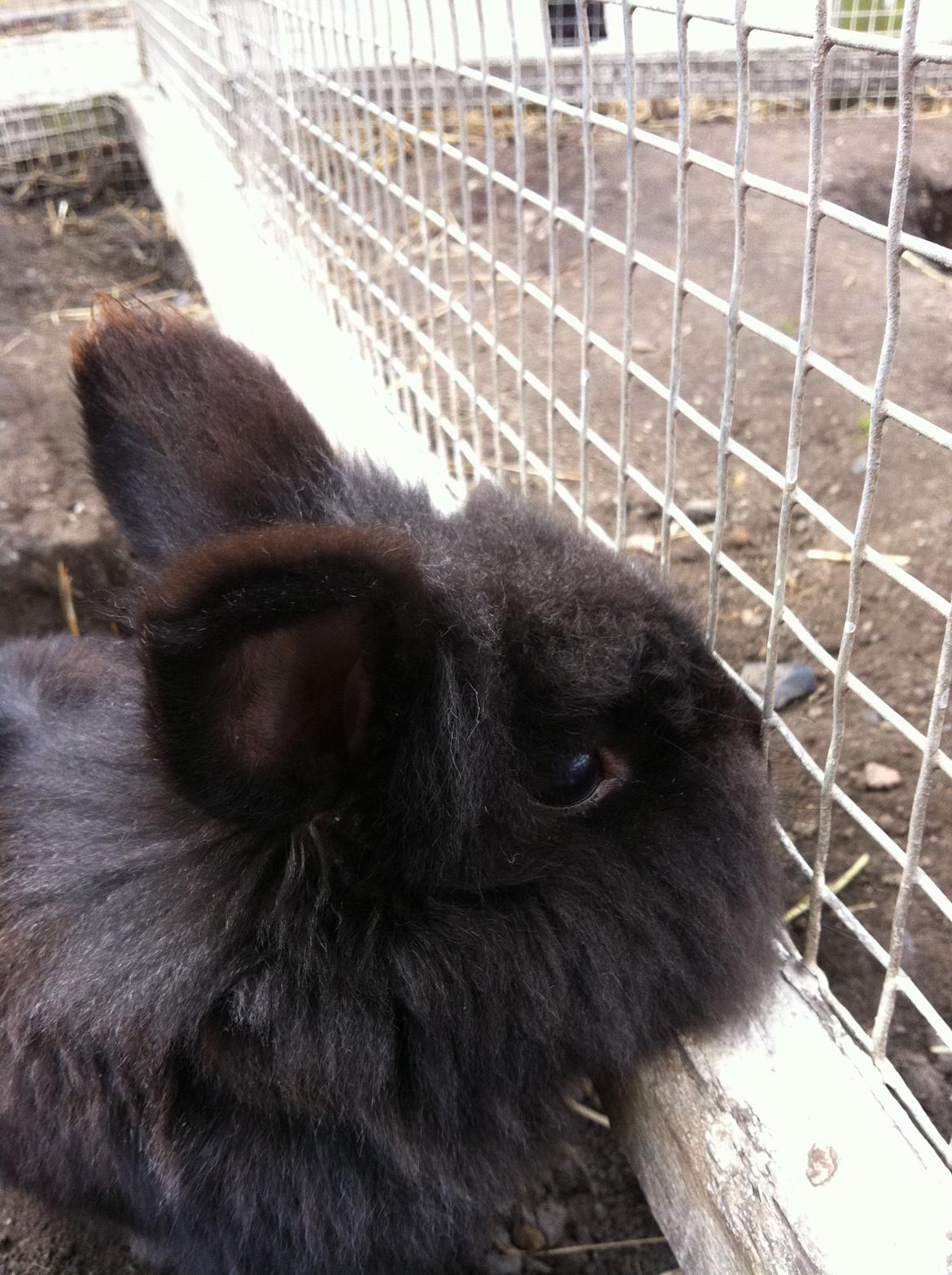 Kanin sorteper billede 12