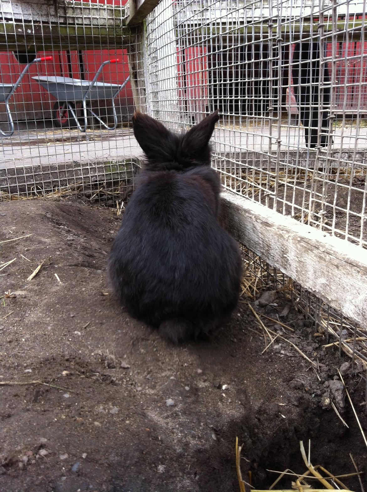 Kanin sorteper billede 13