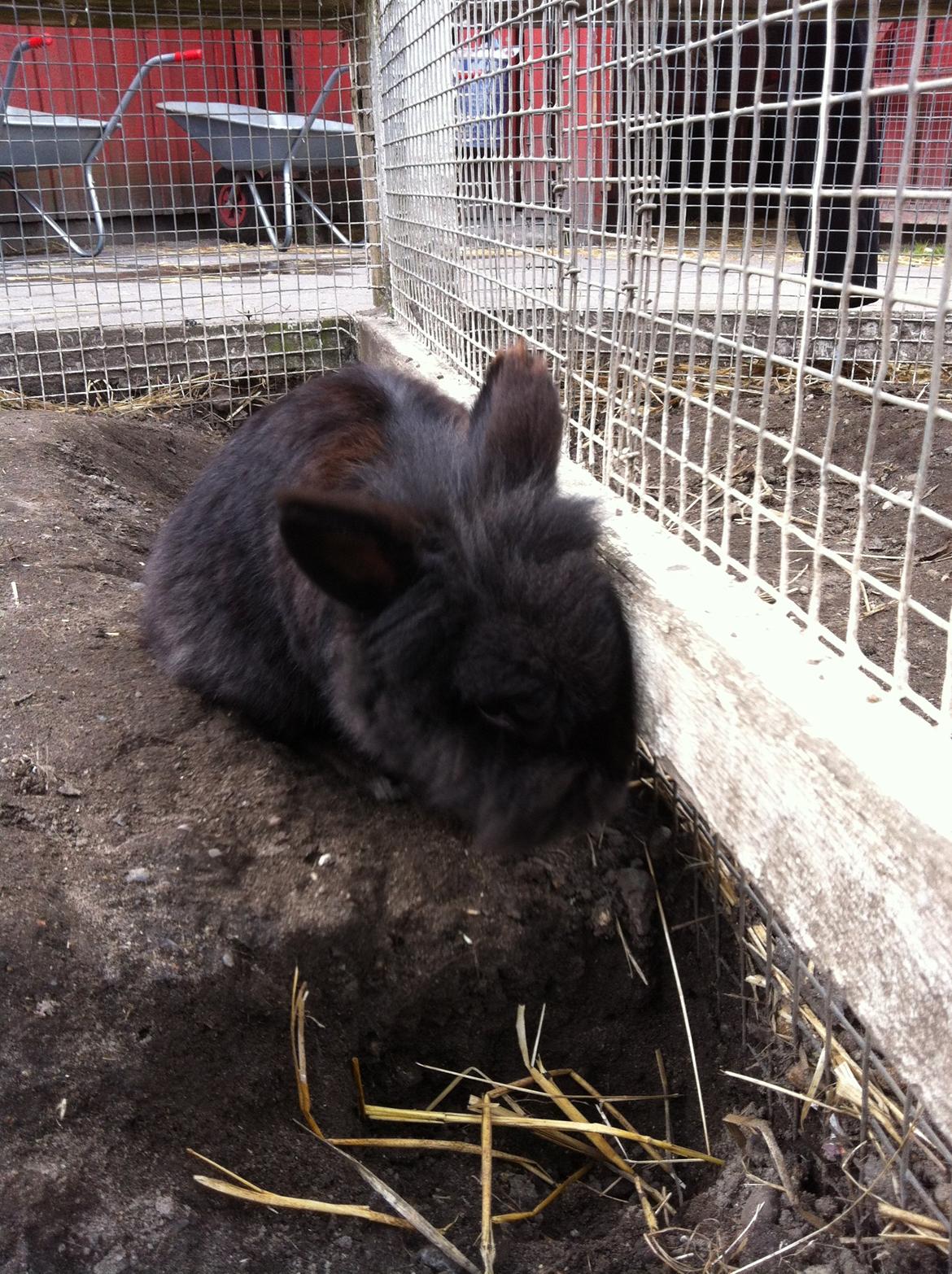 Kanin sorteper billede 14