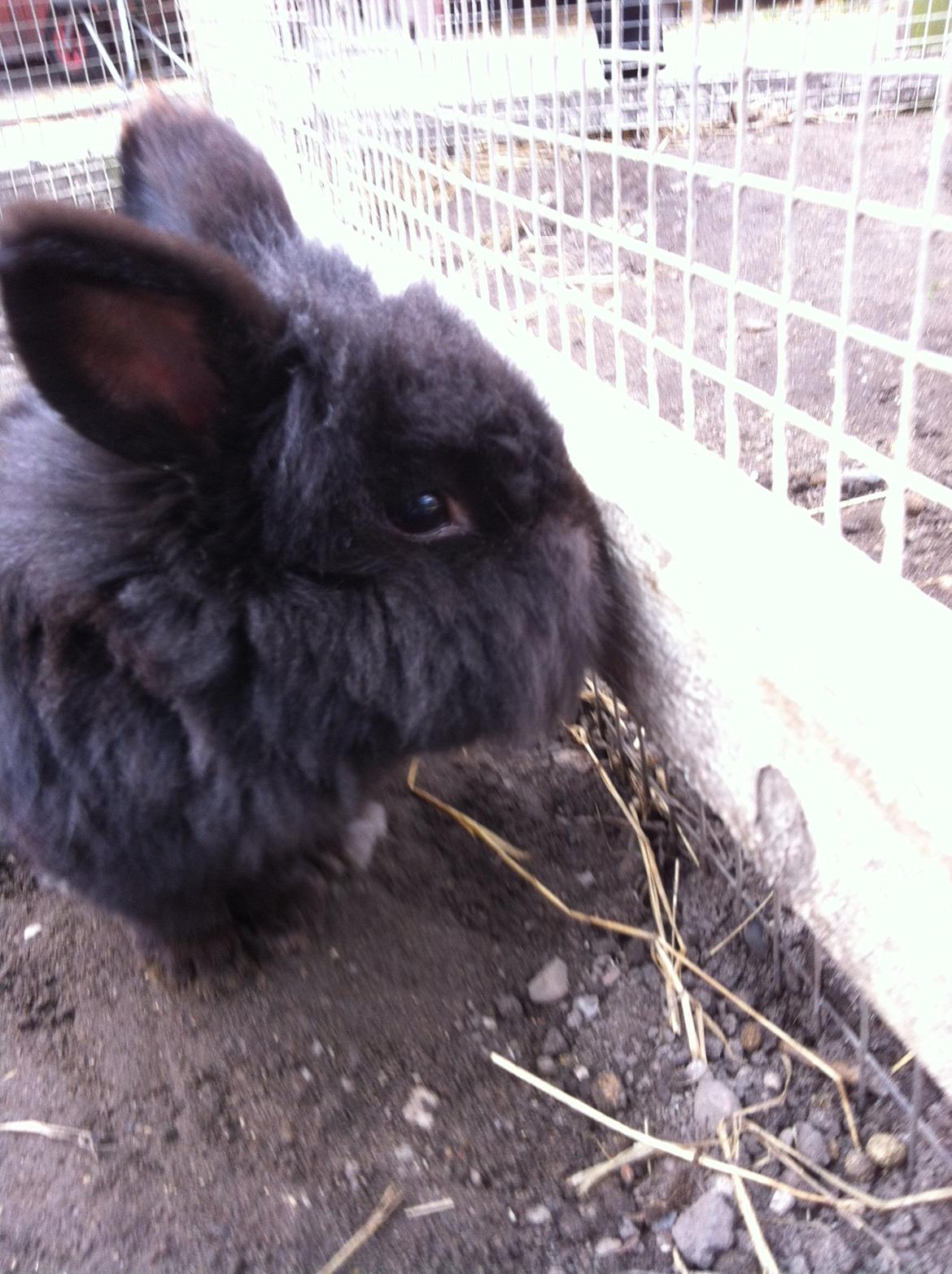 Kanin sorteper billede 15