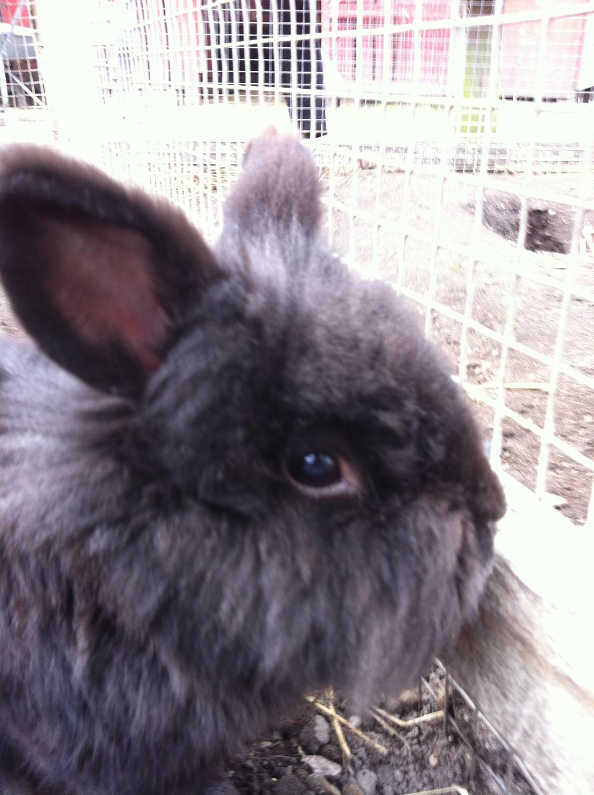 Kanin sorteper billede 16