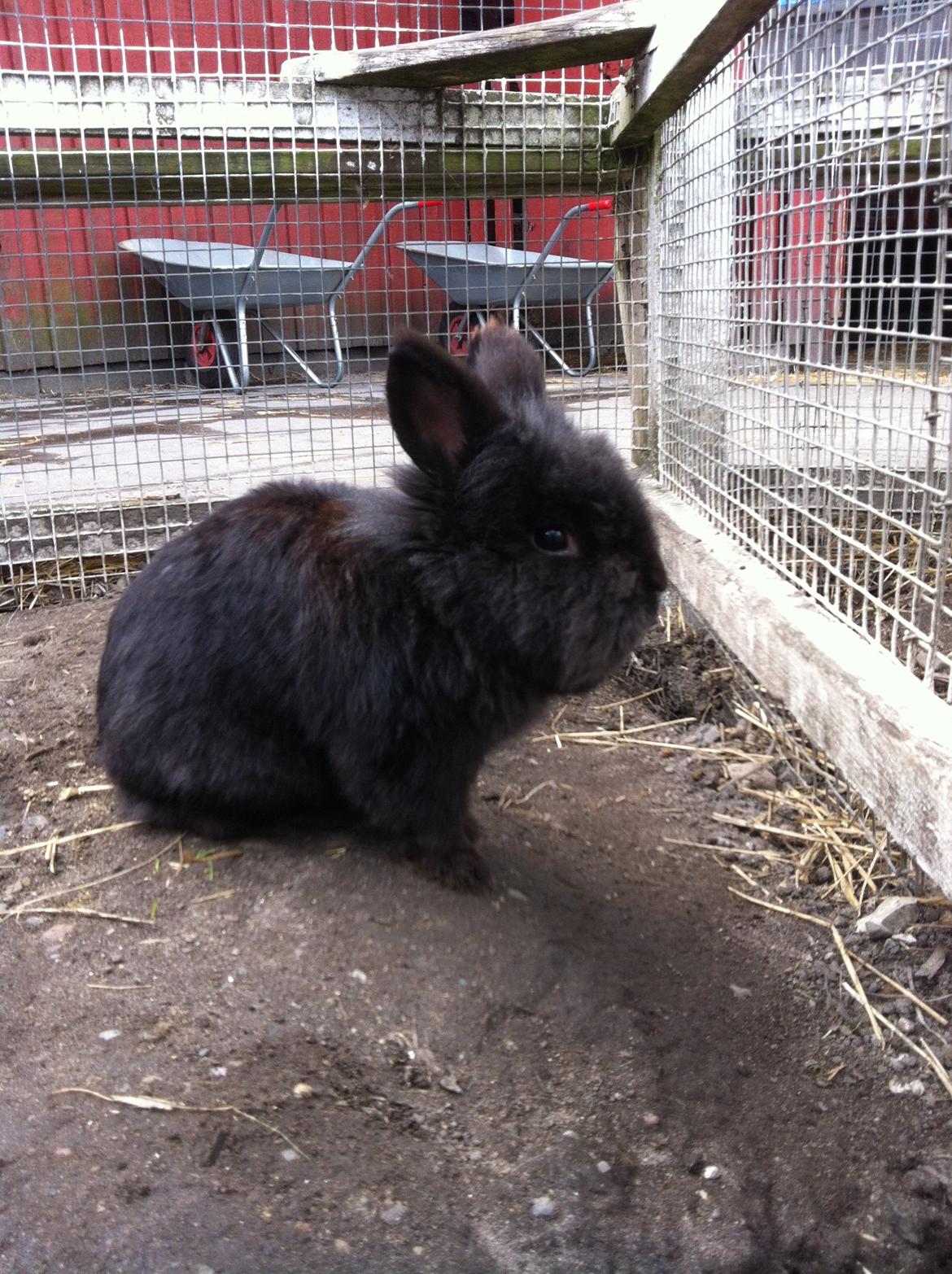 Kanin sorteper billede 17