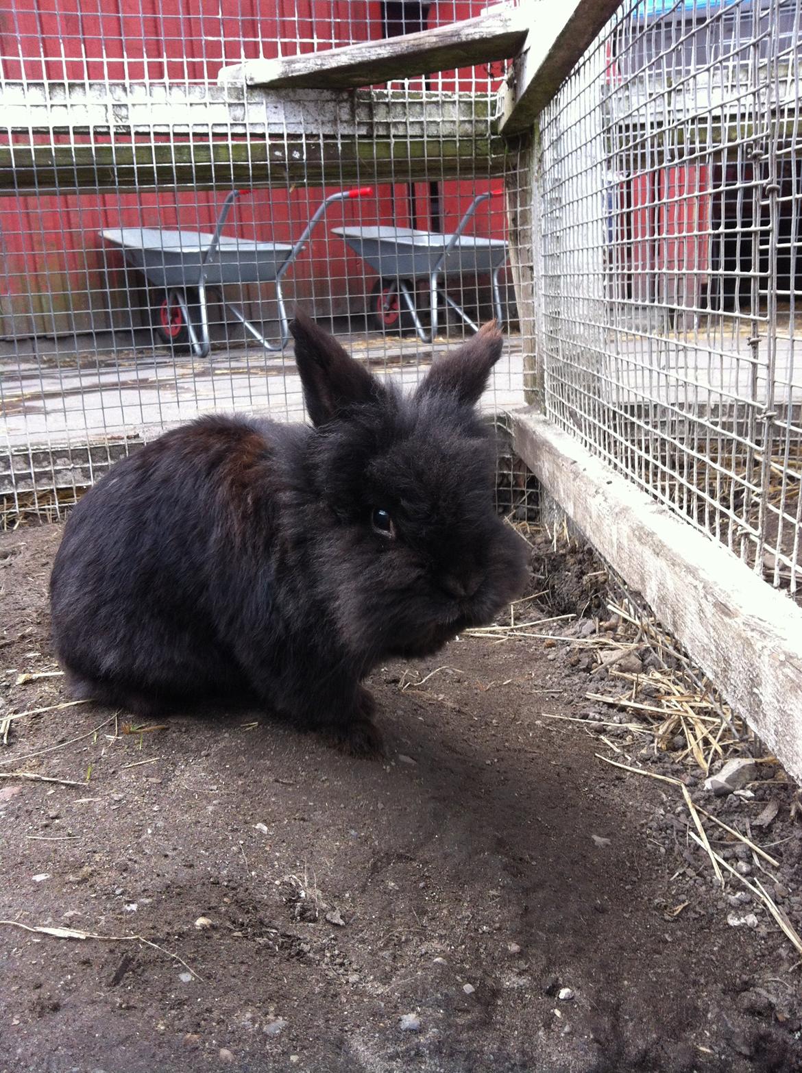 Kanin sorteper billede 18