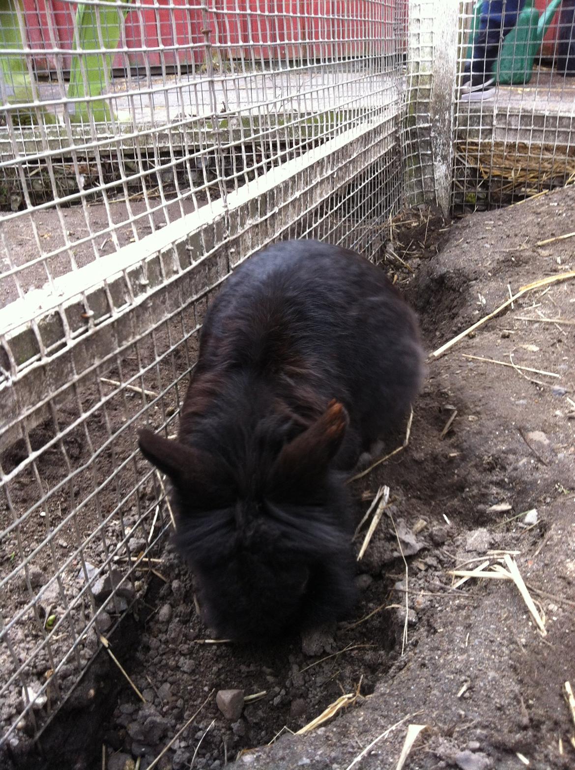 Kanin sorteper billede 19