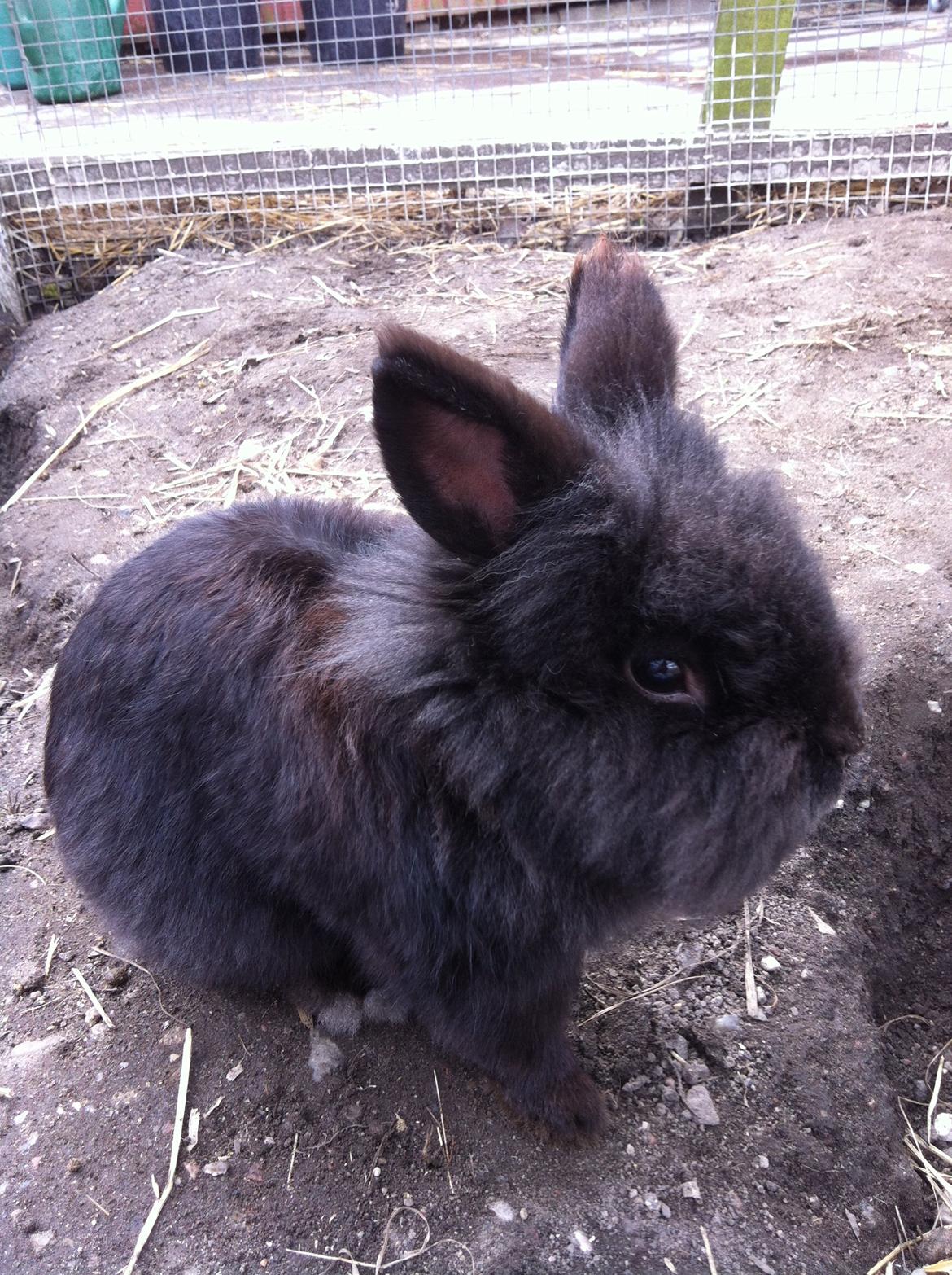 Kanin sorteper billede 20