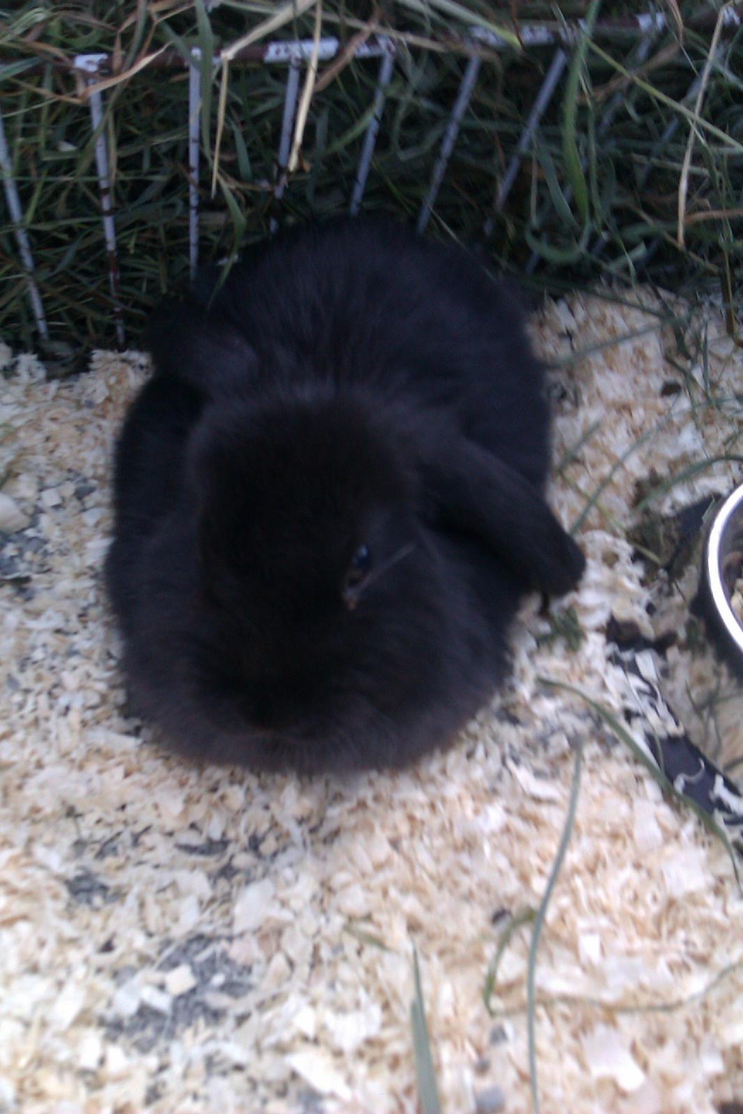 Kanin Bøllebob <3 billede 1