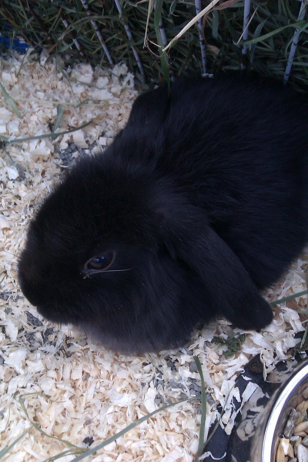 Kanin Bøllebob <3 billede 2