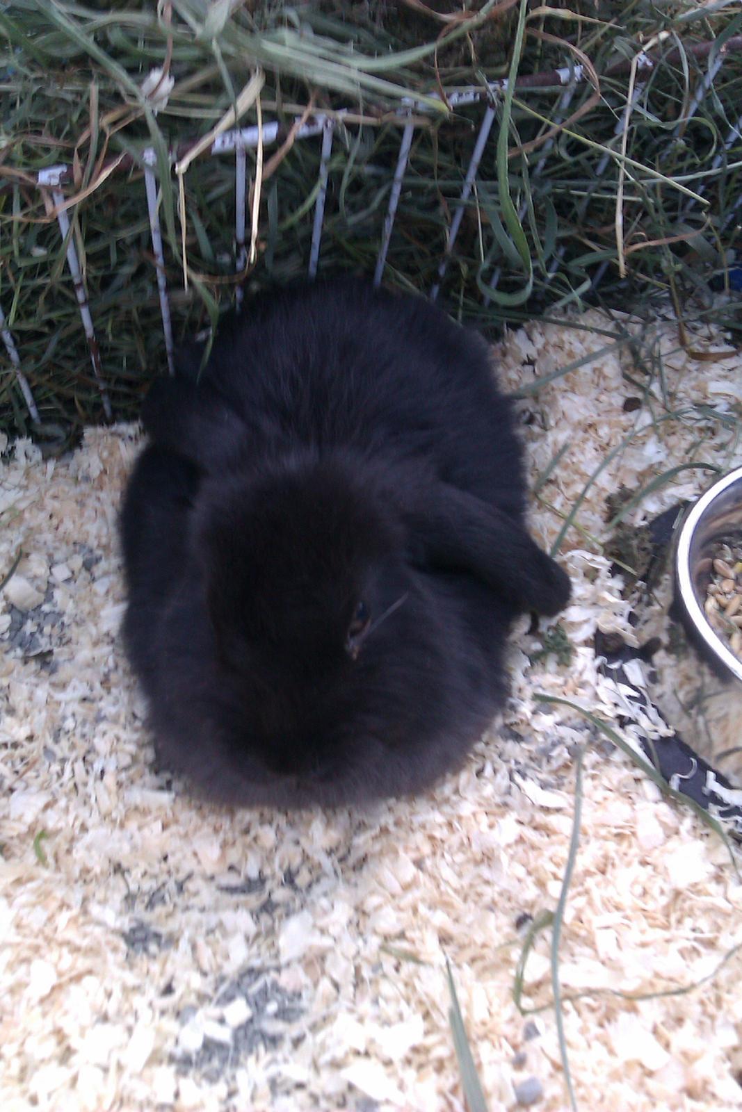 Kanin Bøllebob <3 billede 3