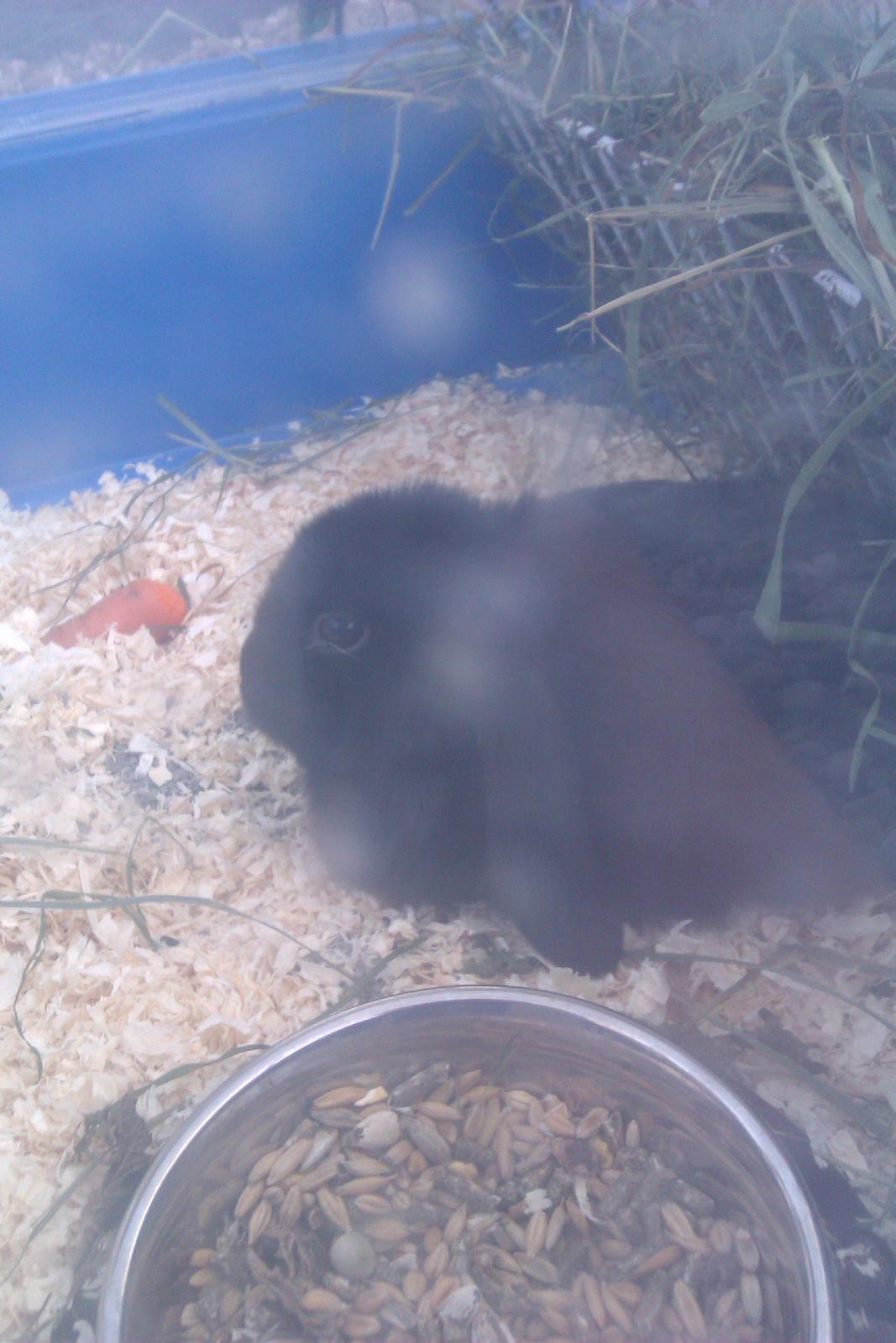 Kanin Bøllebob <3 billede 4