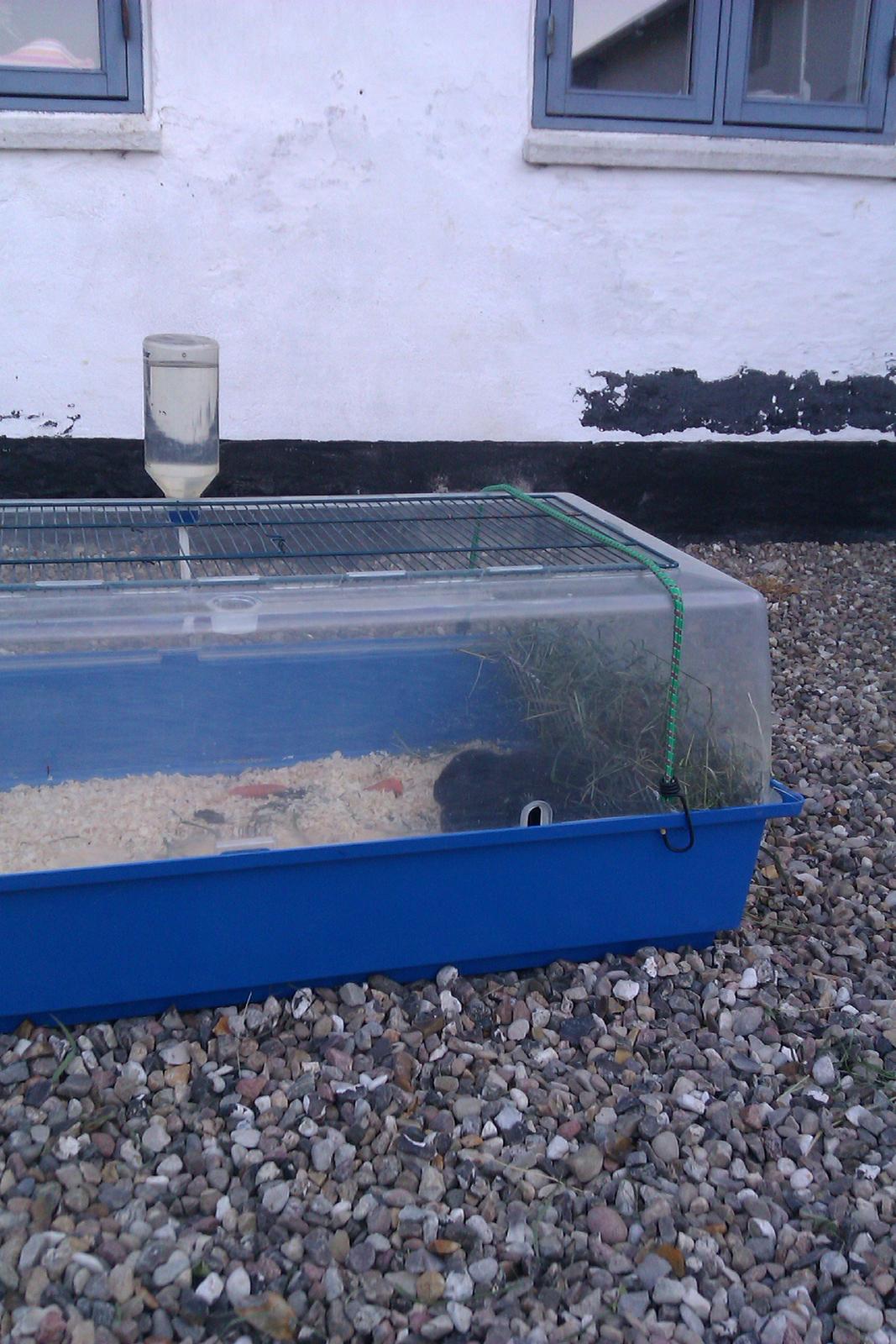 Kanin Bøllebob <3 billede 5